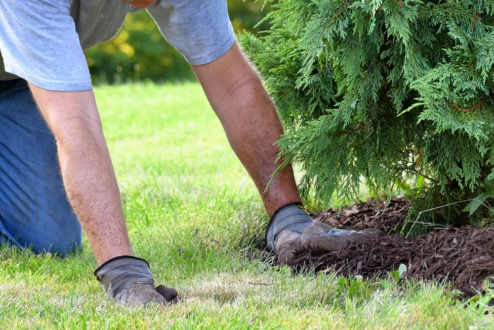 Eco-Friendly Tree Care