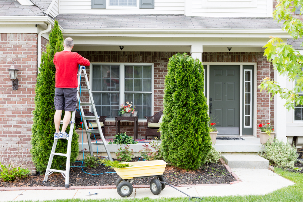 Tree Care Tips