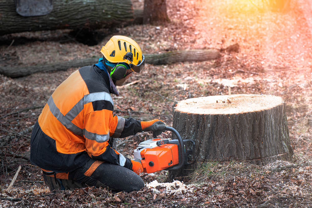 Professional Stump Removal Service