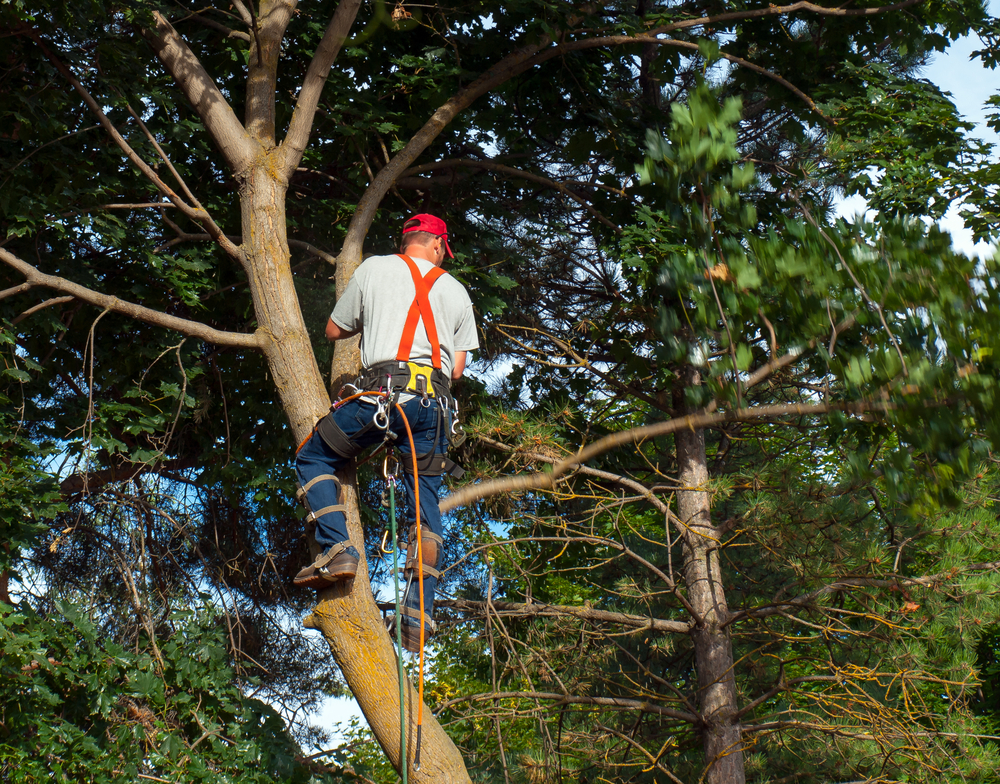 Professional Tree Trimming Service