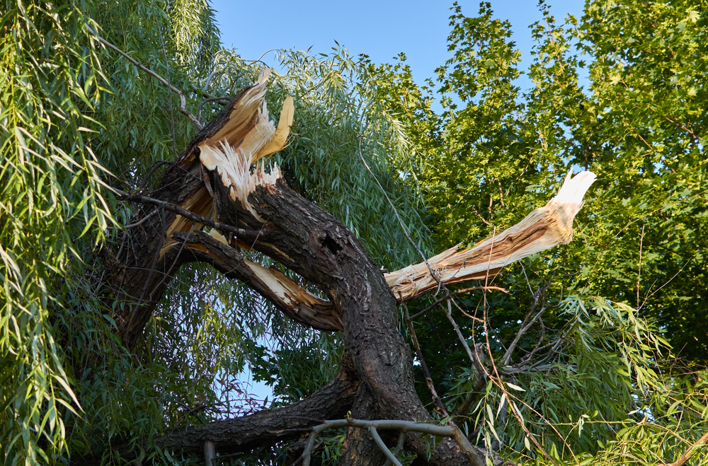 Fallen Tree Emergency Removal Service