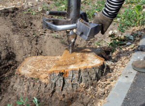 Read more about the article How Stump Removal Impacts the Surrounding Area in Richmond VA