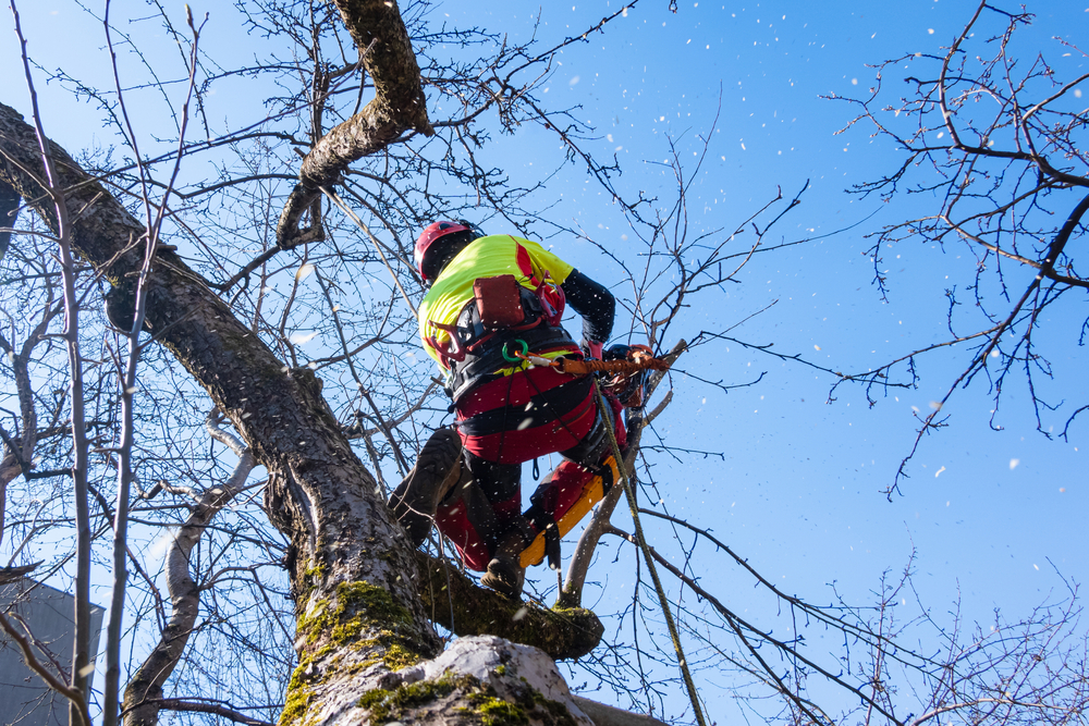 Tree Trimming Company