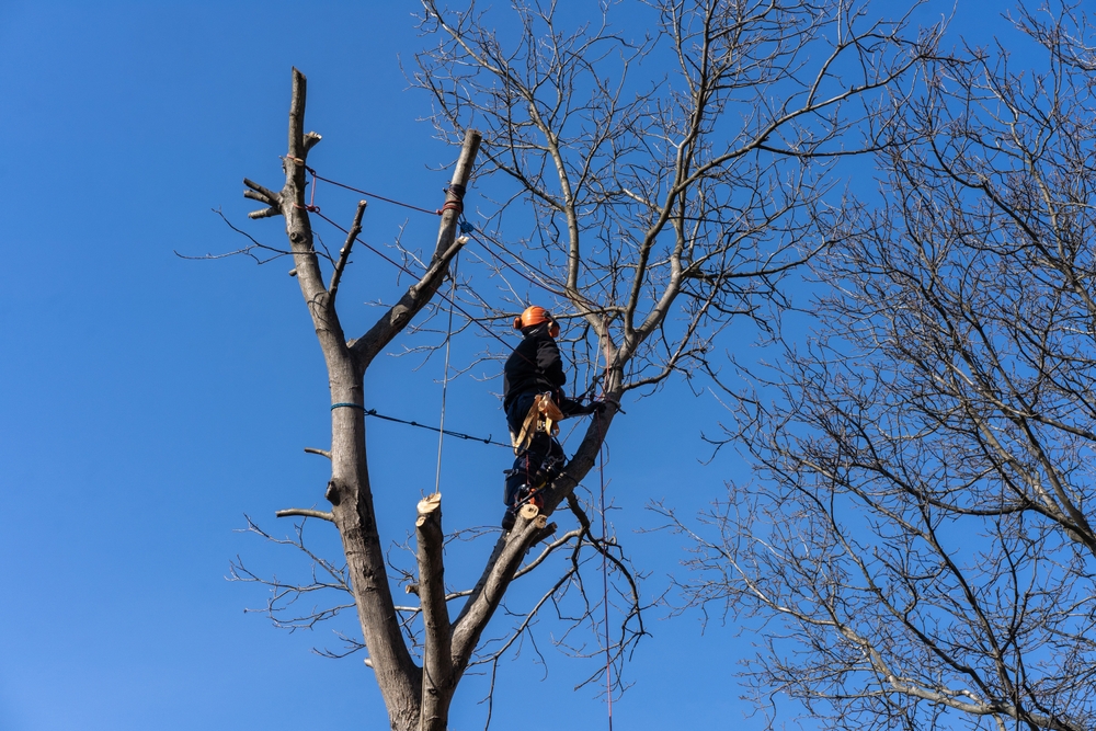 Tree Trimming Service