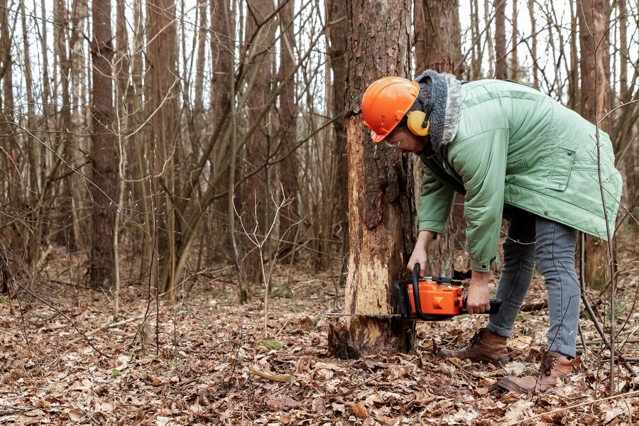 Tree Removal