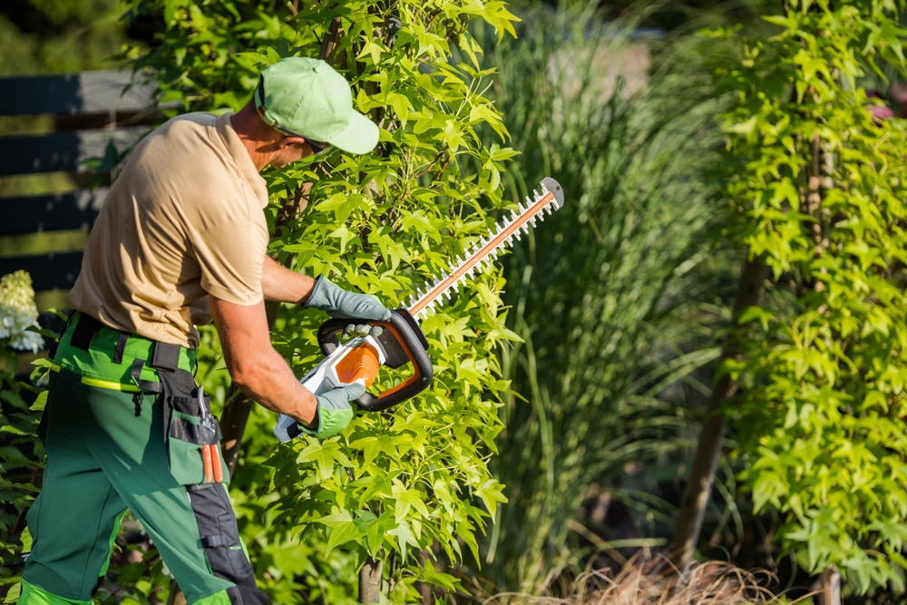  Ornamental Tree Trimming and Pruning Service