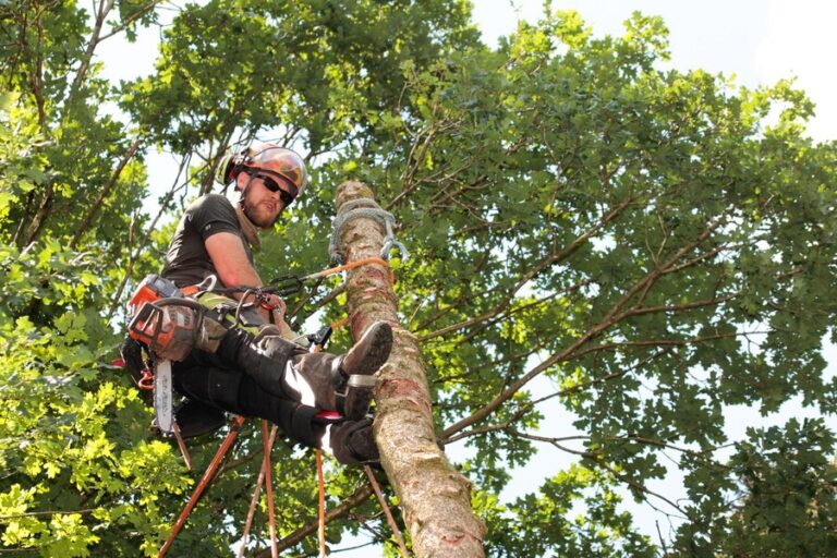 Read more about the article Tree Maintenance in Winchester VA