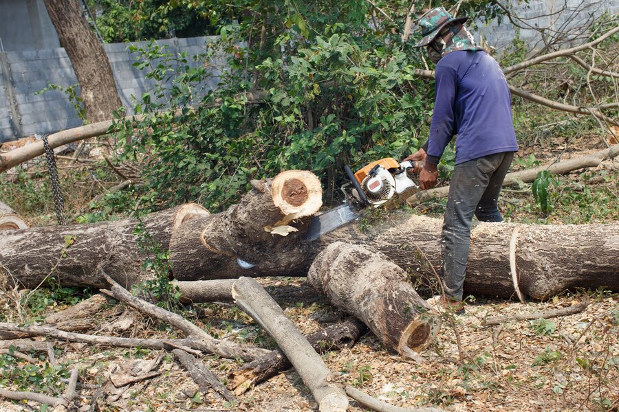 Emergency Tree Removal Services