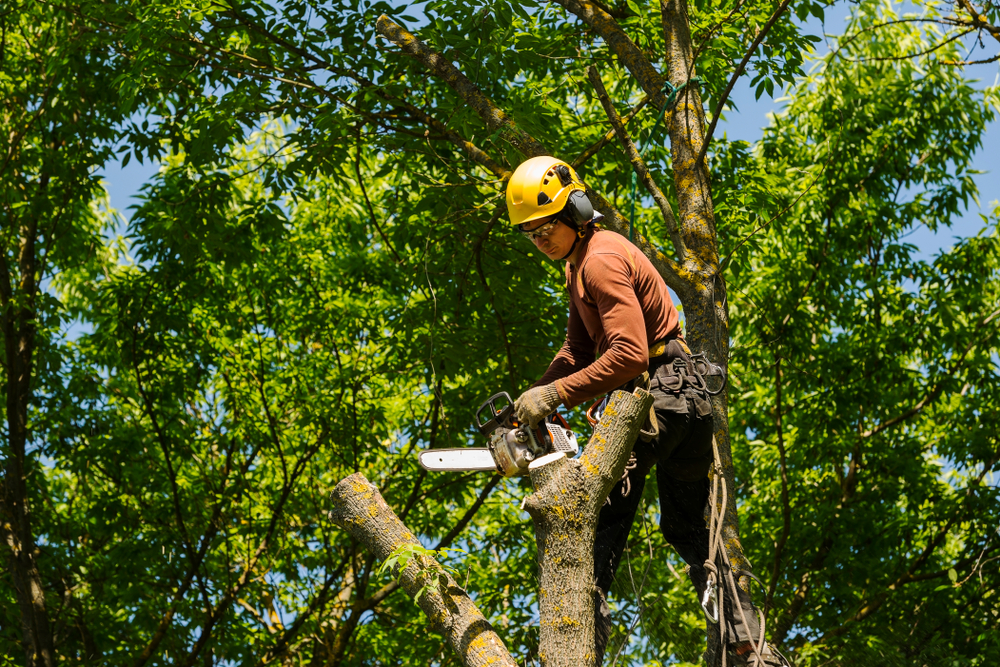 Expert Tree Trimming