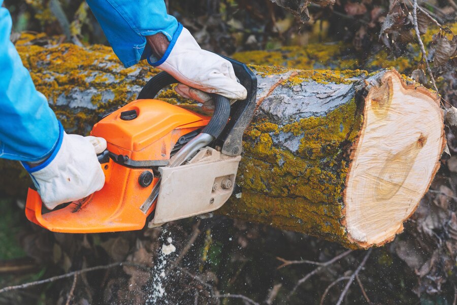 Tree Removal Winchester VA