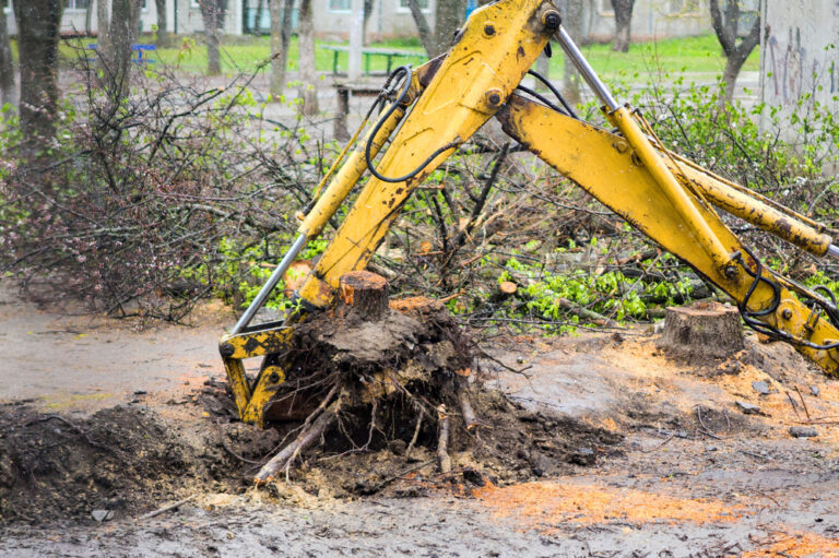 Read more about the article Methods of Tree Stump Removal in Richmond VA