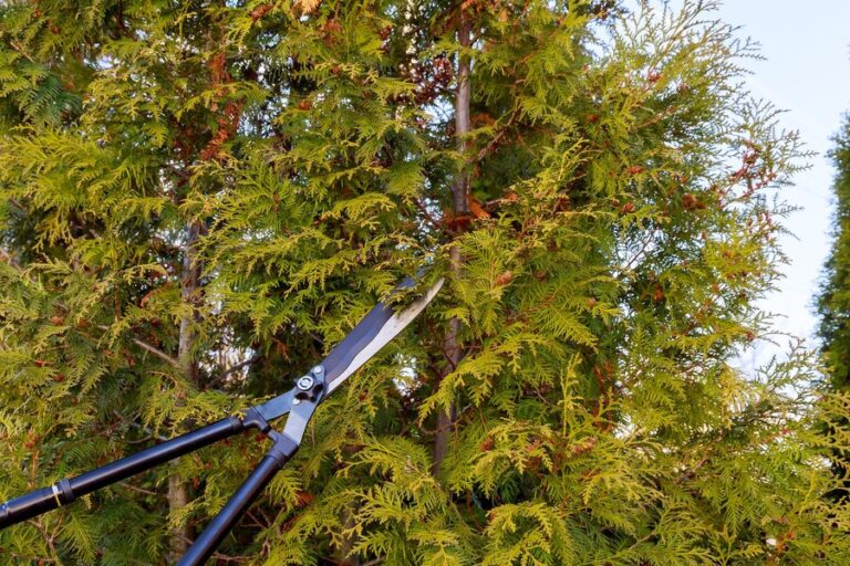 Read more about the article When to Call an Arborist