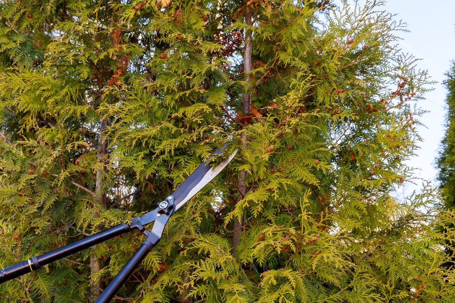 Tree Care Service Winchester