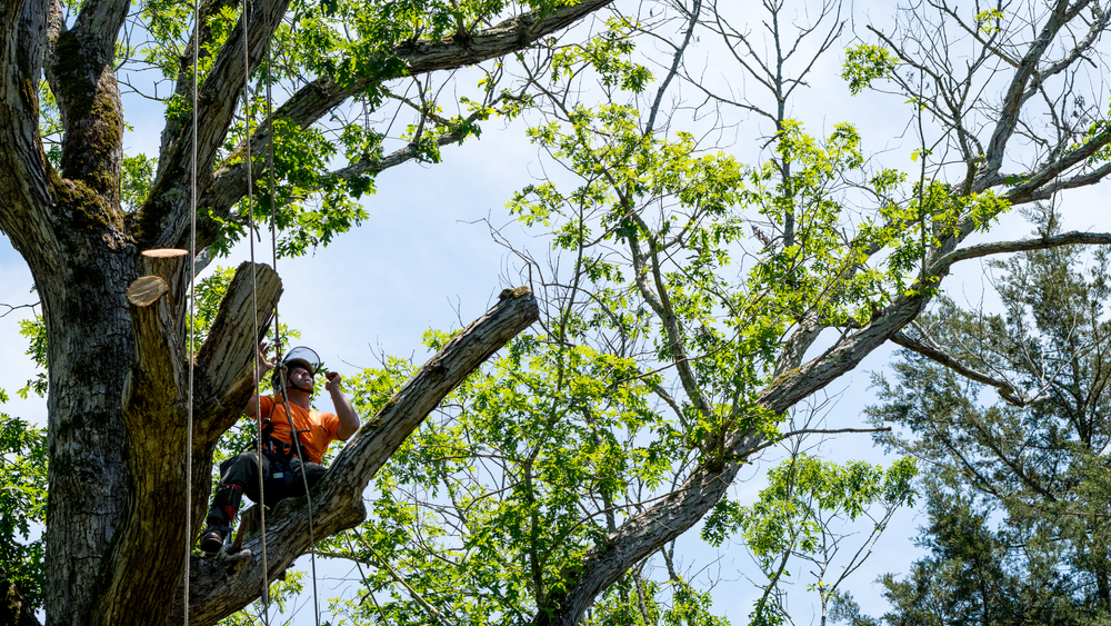 Tree Trimming Expert