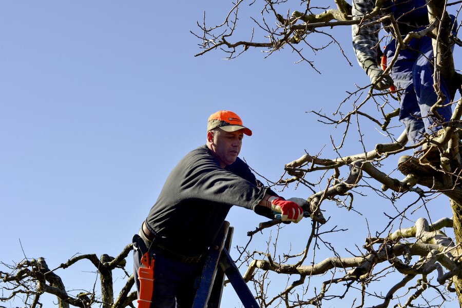 Tree Trimming and Pruning Winchester VA