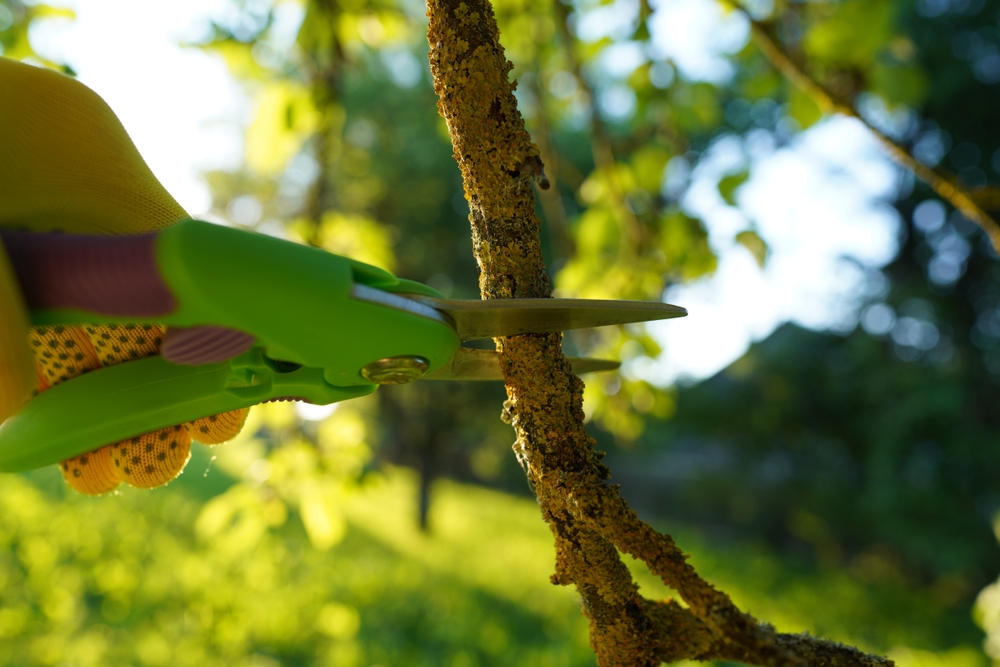 Safe Tree Trimming