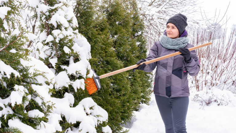 Read more about the article Winter Tree Care Winchester VA 