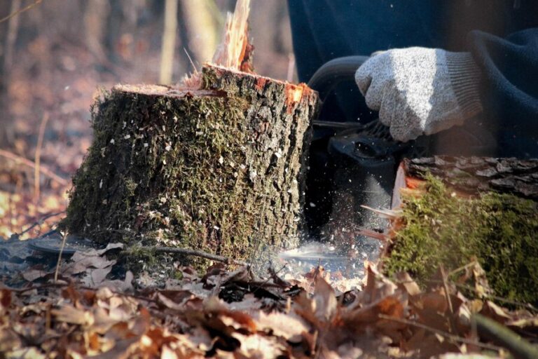 Read more about the article Tree Stump Removal Service in Richmond VA