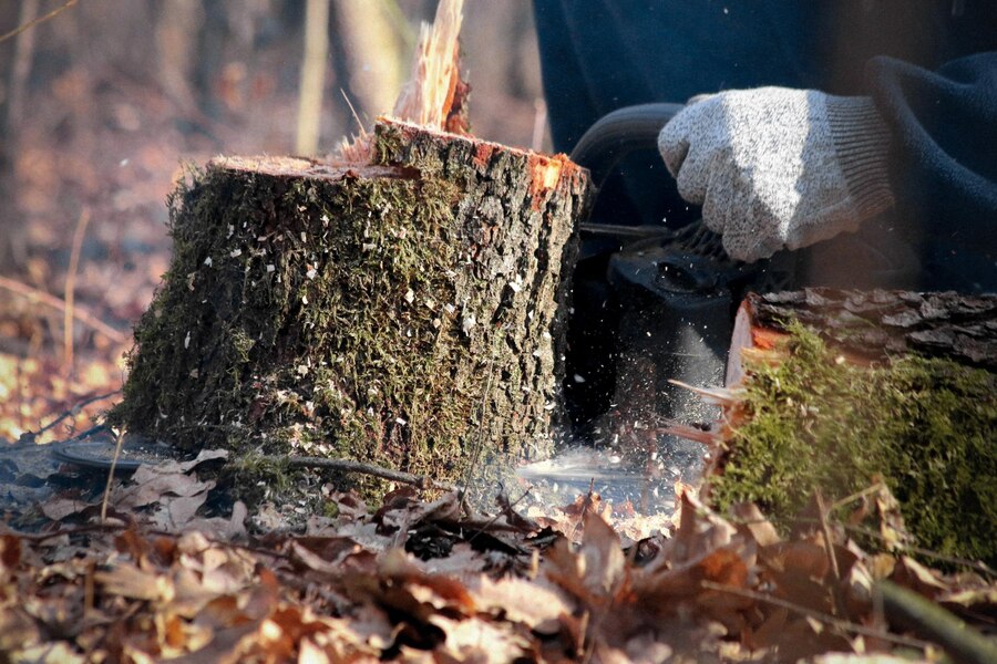 Stump Grinding and Removal 