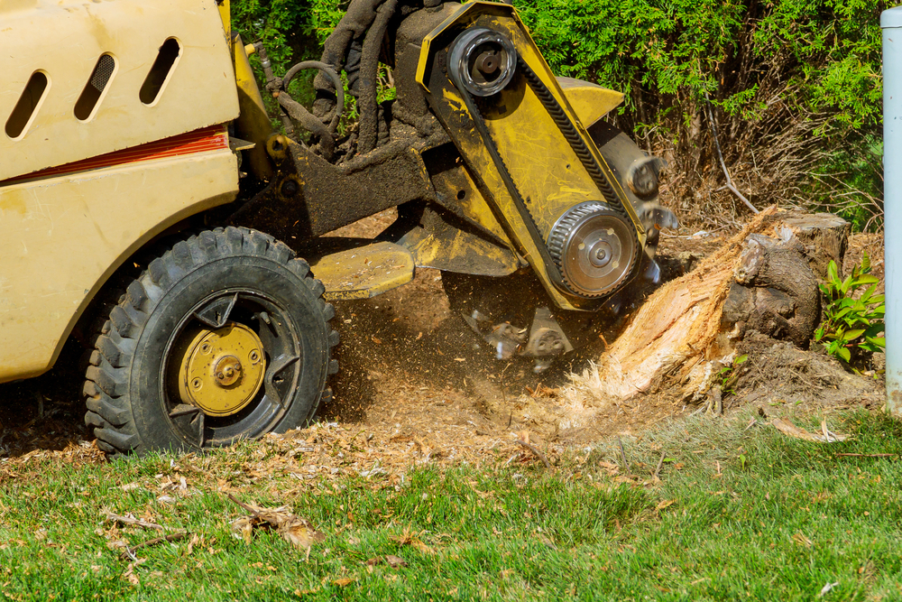 Professional Stump Grinding and Removal 