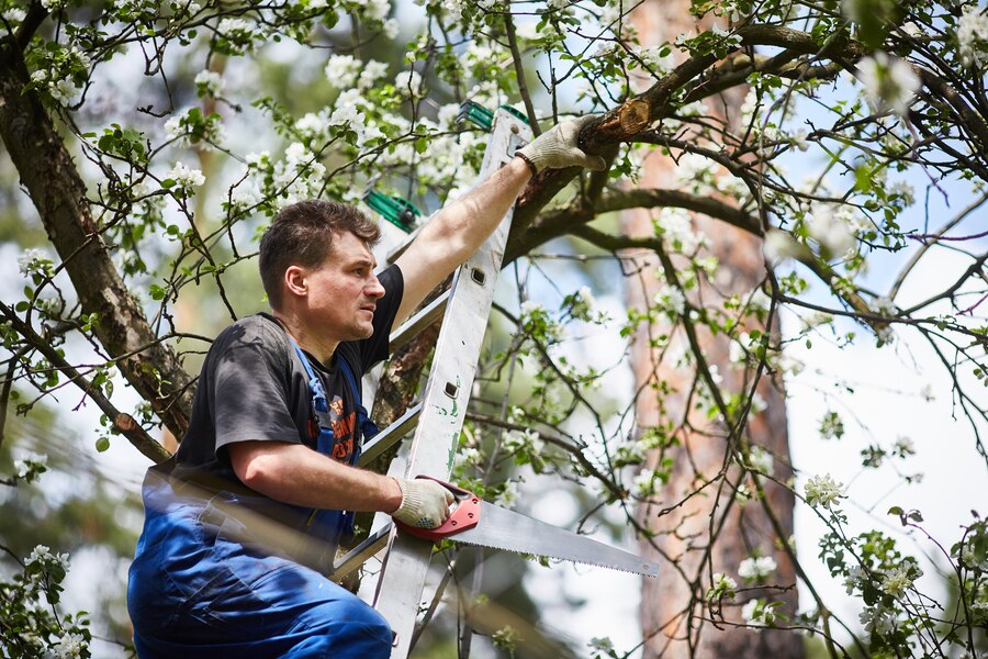 Professional Tree Trimming Service