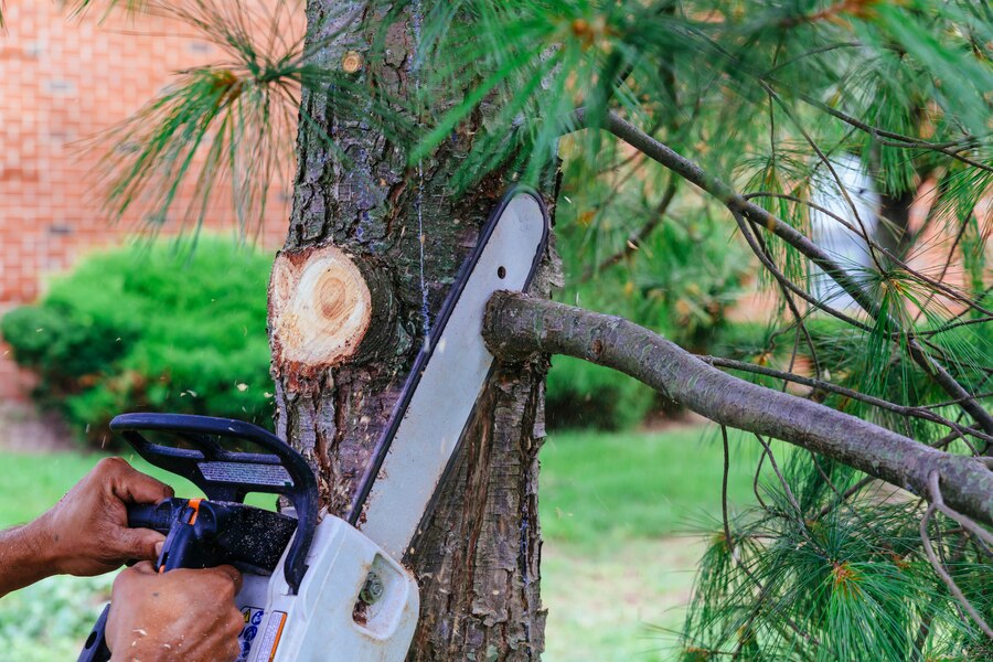 Tree Pruning Service 