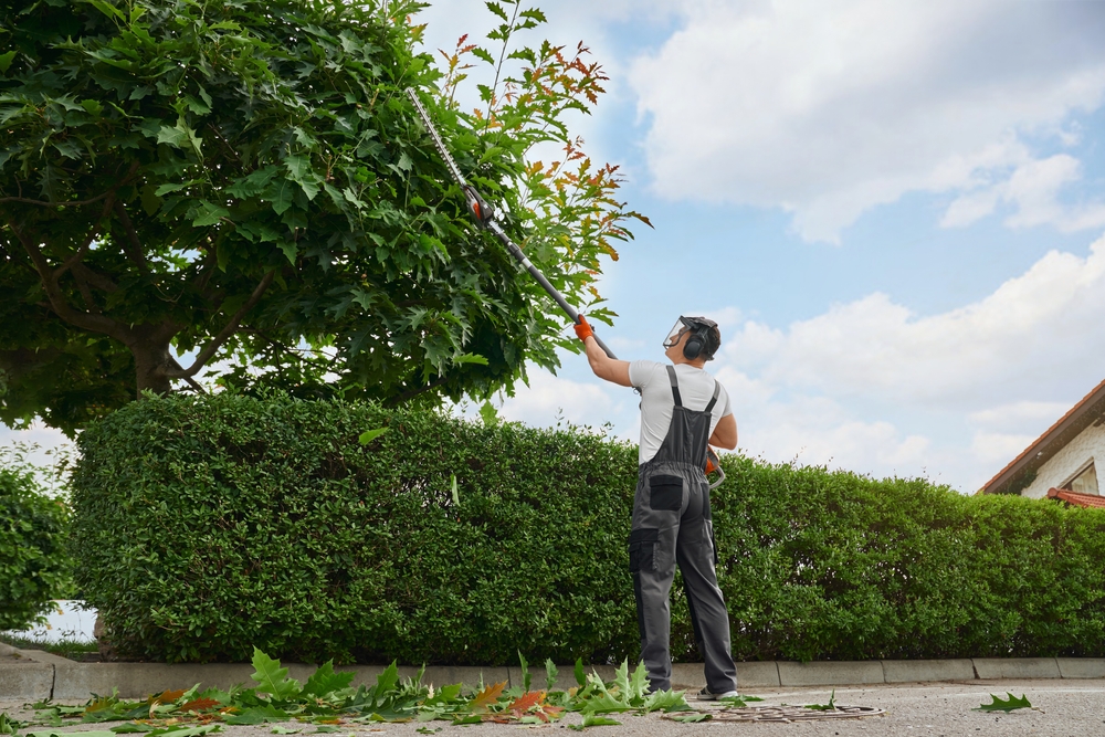 Trimming Evergreen Trees