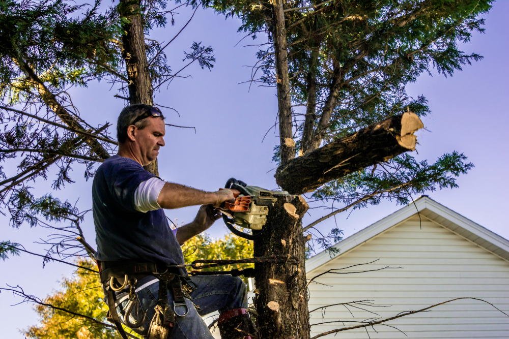 Tree Pruning