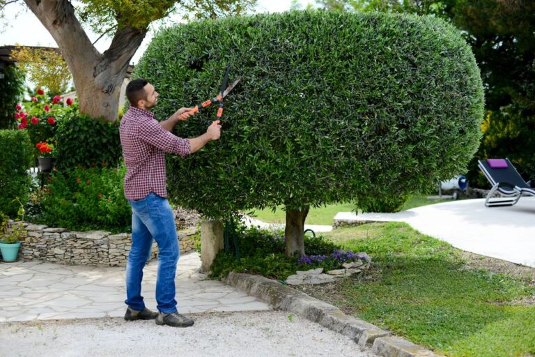 Read more about the article Tree Trimming and Pruning