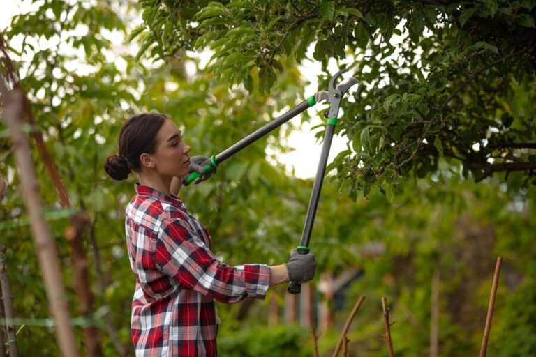 Read more about the article How to Determine if a Tree Needs Trimming or Removal in Richmond VA