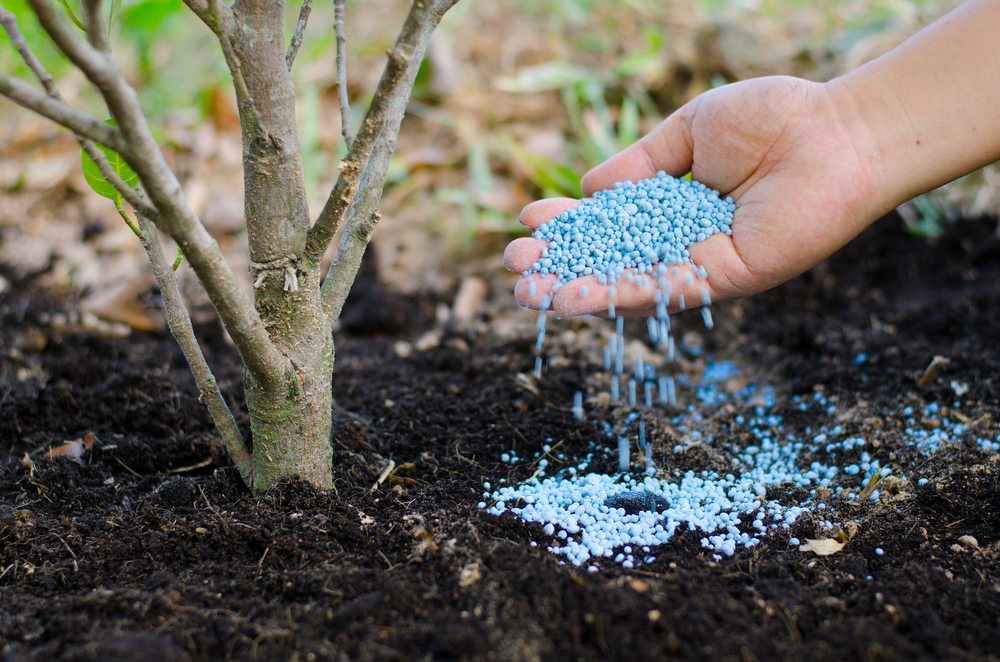 Tree Fertilizing 