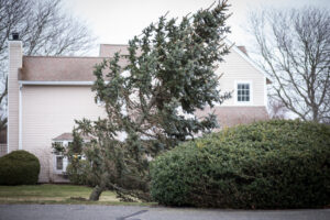 Read more about the article What Causes Trees to Lean, and When Should You Worry?