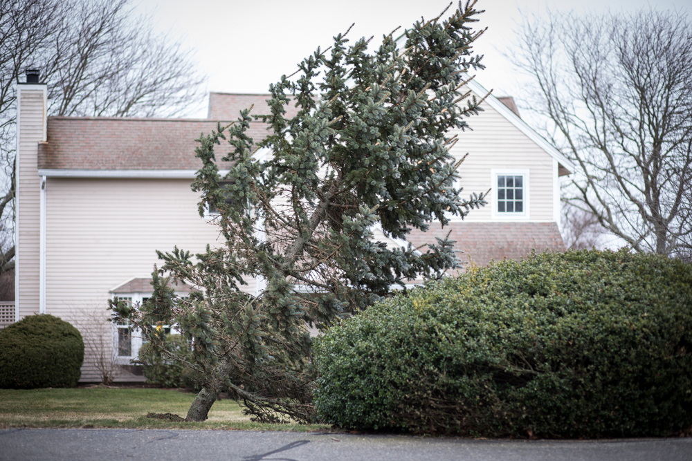 Leaning Tree